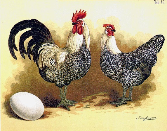 Pinacoteca di Jean Bungartz Pollo della Frisia orientale spruzzato